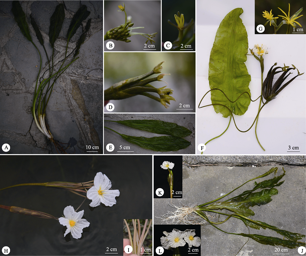 中国海菜花属植物隐种多样性